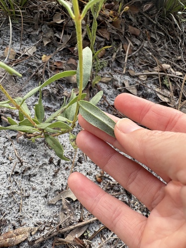 Palafoxia integrifolia, photograph 2
