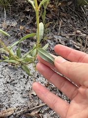 author not stated, no rights reserved Palafoxia integrifolia, photograph author not stated, no rights reserved