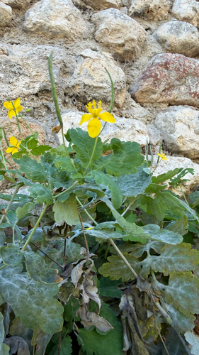 Greater celandine