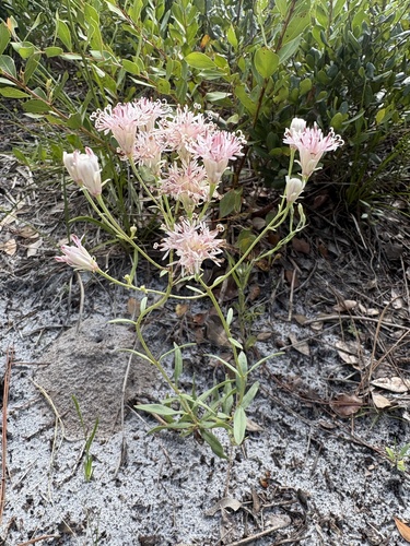 Palafoxia integrifolia, photograph 3