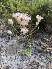 author not stated, no rights reserved Palafoxia integrifolia, photograph author not stated, no rights reserved