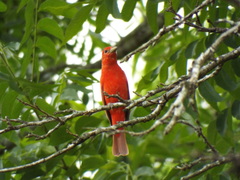 Piranga rubra