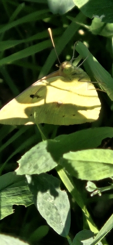 Clouded Yellow