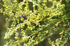 Apiomerus californicus