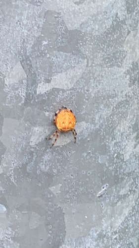 Marbled Orbweaver