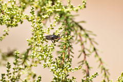 Apiomerus californicus