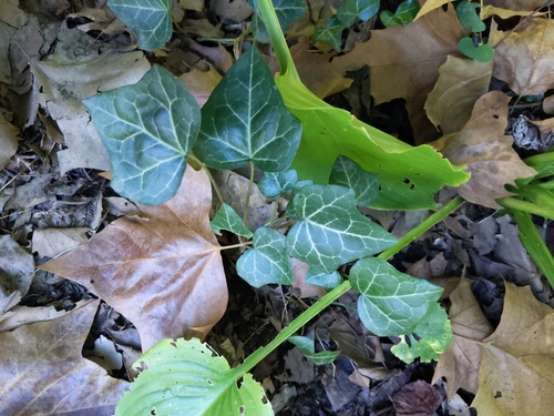common ivy