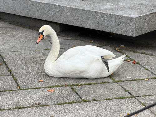 Mute Swan