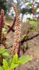 Phytolacca heterotepala