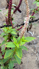 (c) Mary Jantsch, some rights reserved (CC BY) Phytolacca heterotepala, photograph (c) Mary Jantsch, some rights reserved (CC BY)