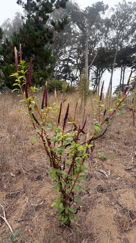 Phytolacca heterotepala, photograph 3