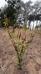 (c) Mary Jantsch, some rights reserved (CC BY) Phytolacca heterotepala, photograph (c) Mary Jantsch, some rights reserved (CC BY)