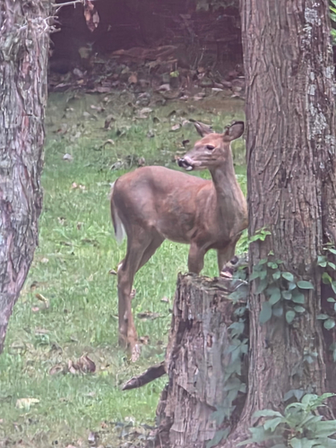 White-tailed Deer