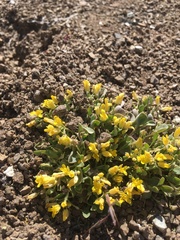 Physaria occidentalis