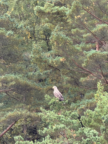 White-tailed Eagle