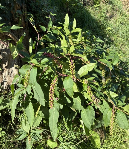 American pokeweed