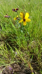 Viola douglasii