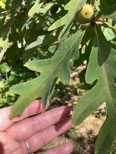 Quercus alba, photograph 5
