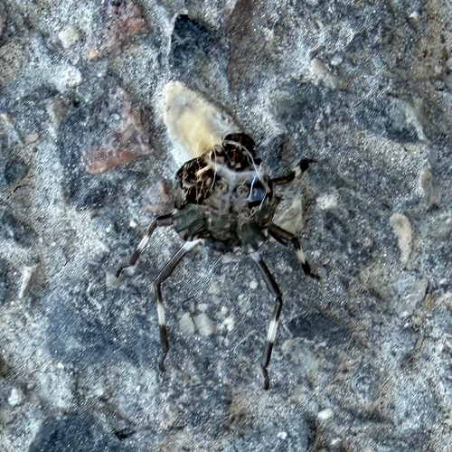 Brown Marmorated Stink Bug