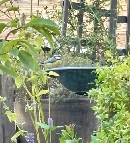 Eurasian Blue Tit