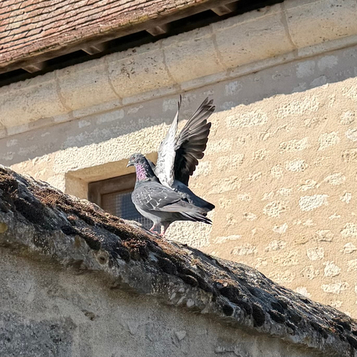 Feral Pigeon