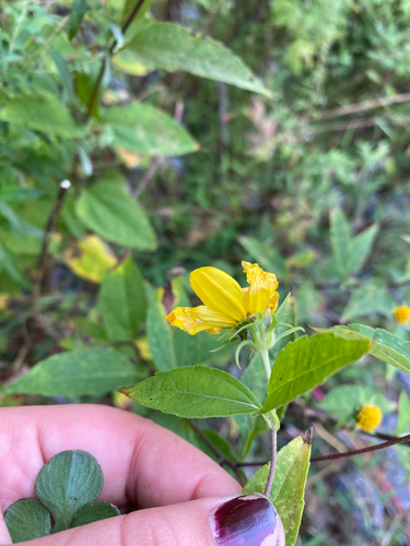 Helianthus decapetalus, photograph 2