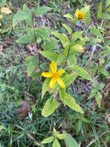 Helianthus decapetalus