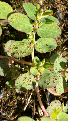 Chamaesyce Rust