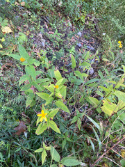 author not stated, no rights reserved Helianthus decapetalus, photograph author not stated, no rights reserved