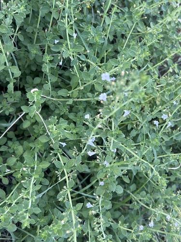 Lesser Calamint