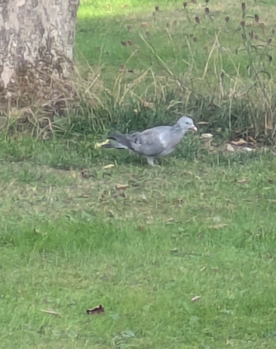 Stock Dove