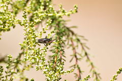 Apiomerus californicus