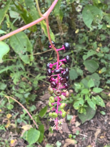 American pokeweed