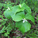Trillium × komarovii - Photo 由 V.S. Volkotrub 所上傳的 (c) V.S. Volkotrub，保留部份權利CC BY-NC