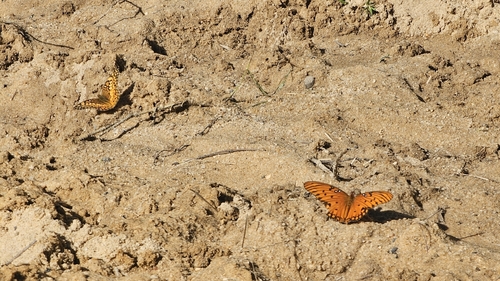 Gulf Fritillary