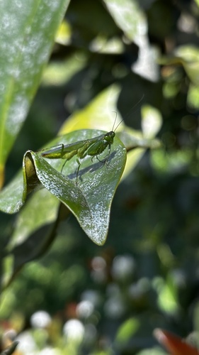 Acontista concinna