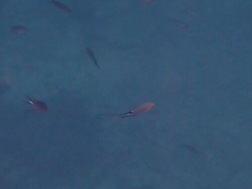 Pomachromis richardsoni observed 2026-08-14
