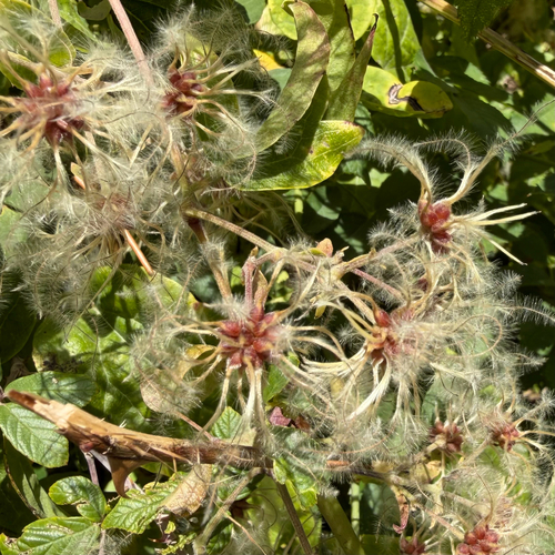 Old man's beard
