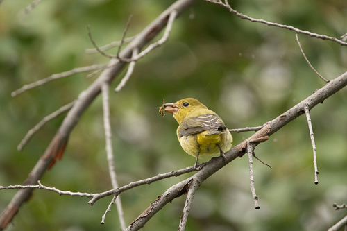 Scarlet Tanager