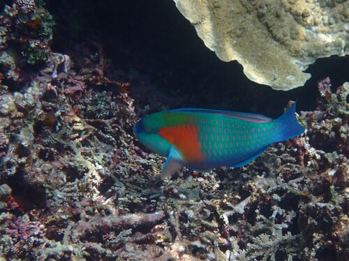 Chlorurus bowersi observed 2026-08-14
