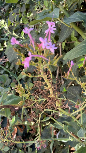 Red Valerian