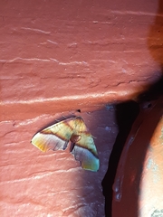 Plagodis phlogosaria