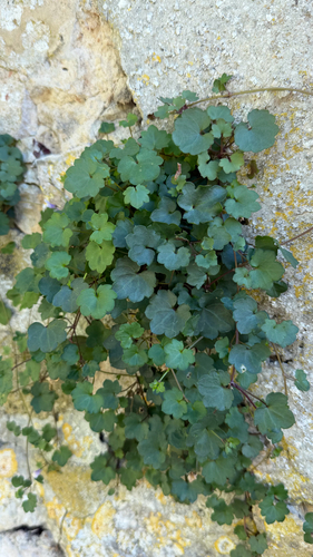 Ivy-leaved toadflax