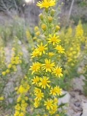 Dittrichia viscosa, photograph (c) Loïc Chalmandrier, some rights reserved (CC BY)