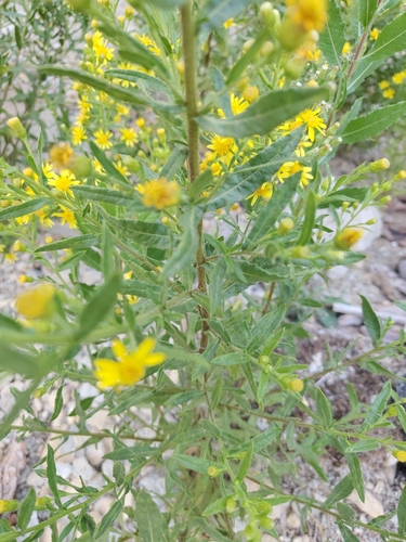 Dittrichia viscosa, photograph 3
