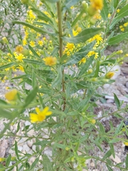 Dittrichia viscosa, photograph (c) Loïc Chalmandrier, some rights reserved (CC BY)