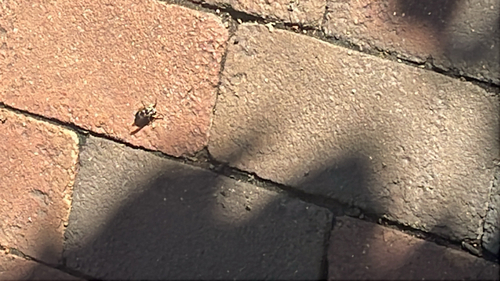 Bald-faced Hornet