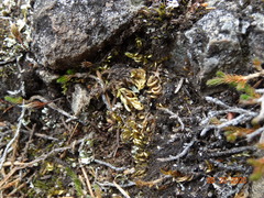 Homalothecium aureum