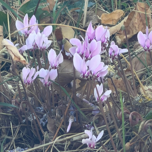 Ivy-leaved cyclamen