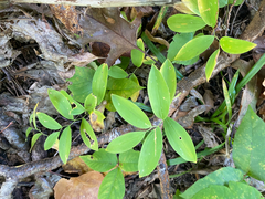 Uvularia sessilifolia, photograph author not stated, no rights reserved